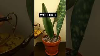 An Incredible Snake Plant Timelapse!