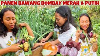 PERTAMA KALI PANEN BAWANG BOMBAY PUTIH & MERAH