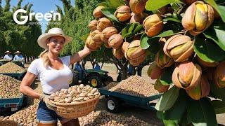 How to BILLIONS of Pistachios Harvested & Processed | Agriculture Technology