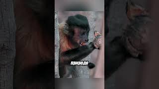 Как капуцины учатся колоть орехи? Удивительное обучение в дикой природе!