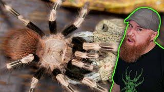 MASTERING Nhandu Chromatus Care: Tips and Tricks for a Happy Tarantula!