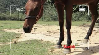 myStarJob.com Visume -- Even a horse can do it [HD]