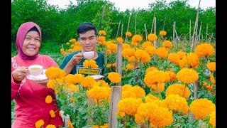 Cara Menanam Bunga Marigold Dari Awal Sampai Panen