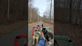 Kicking in the Husky Boosters as they pick up on a scent at the Armstrong Trail in PA #squirrelchase