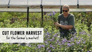 Harvesting Cut Flowers For The Farmer's Market - Sunshine and Flora Urban Flower Farm