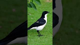 STOP Making These Common Pied Crow Mistakes #bird #birdsoundscape #birds