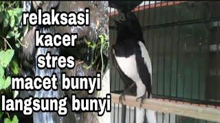 RELAKSASI KACER STRES LANGSUNG BUNYI GACOR