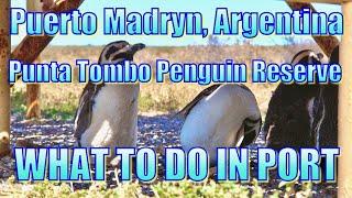 Puerto Madryn, Argentina - Punta Tombo Penguin Reserve - What to Do on Your Day in Port