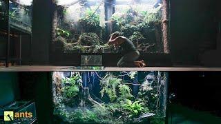 I Created a Giant 2-Storey Rainforest Vivarium and Saw This