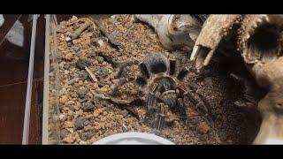 Grammostola Pulchripes (Chaco Golden Knee) | Rehouse 2022