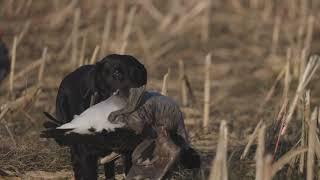 Standing Corn Goose Hunt in Upperstate New York