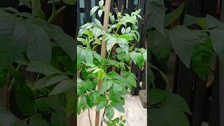 ️ SINEGUELAS OR SPANISH PLUM ROOTED FROM CUTTING  DELIVERY NCR CALABARZON  HOMEPLUS GARDENING