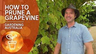 How to prune a grapevine