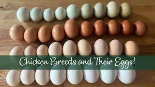 Chicken Breeds and Their Eggs!