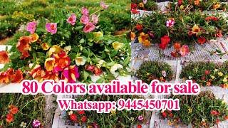 Purslane 30 colors - Portulaca 30 colors for sale online - Pathumani - Whatsapp : 9445450701