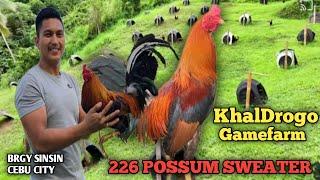 226 POSSUM SWEATER - KhalDrogo Gamefarm - Quality Gamefowl in the Philippines