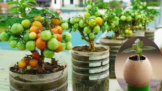 How To Grow Tomatoes In Plastic Bottles Easily And Productively For New Gardeners