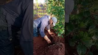 BEST technique for Yellow yam. Watch full video with this link