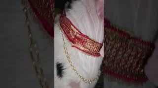#mr Tahir Khan vlogger 51