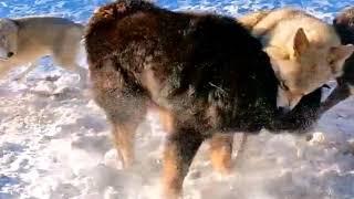 藏獒VS狼Tibetan mastiff VS Wolf