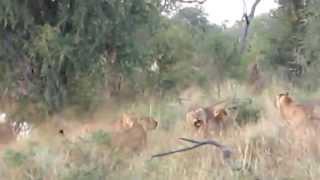 Lionesses vs three young male lions