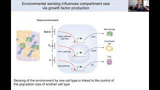 "Tissue Organization and Homeostasis" by Dr. Ruslan Medzhitov