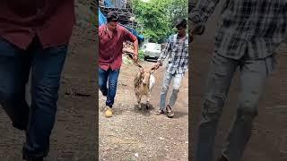 Dhara 2 Barbari Goat at Bakra Mania