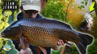 Stalking CARP In Kent  - Carp Fishing