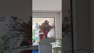#life #can #tauben #leben #Geburt #Nest #Natur #nature
