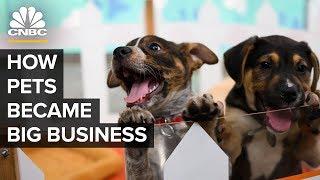 How America’s Love Of Cats And Dogs Became A $72 Billion Business