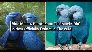 Blue Macaw Parrot From The Movie ‘Rio’ Is Now Officially Extinct In The Wild!