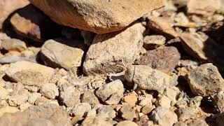 Toadhopper (Buforania crassa)