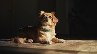 4th of July - Pet Safety PSA