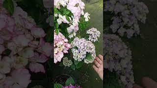 ЧЕРЕНКИ НОВЫХ СОРТОВ  #гортензии#черенкованиегортензии#гортензияметельчатая
