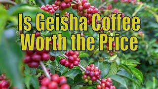 Panama Geisha Coffee Beans Are They Worth the Price.