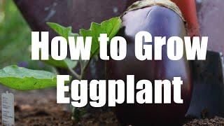 How to Grow Flavorful Eggplant