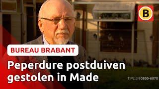 Levenswerk van duivenmelker gestolen | Bureau Brabant