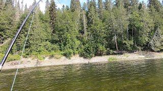 A Nice Size Salmon on a Dry Fly