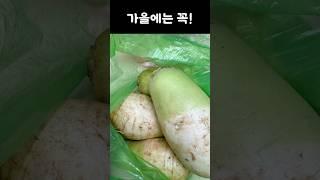 가을에는 무로 깍두기.생채.총각김치 꼭 드셔보세요.가을제철무김치만들기#워킹맘일상 #가을무 #가을무생채#가을총각김치