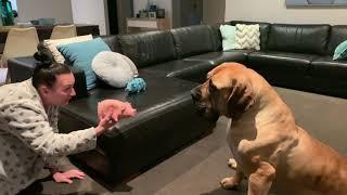 Boerboel surprises her human Mumma