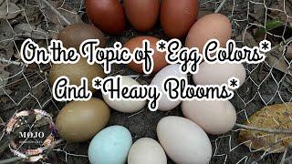 Did you know that There are Really only *Two Colors* of Eggs?!