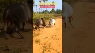 Village life #bull #fight  #india #china #usa #russia