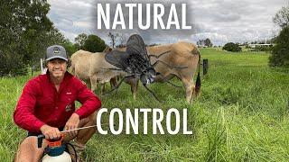NATURAL FLY CONTROL FOR YOUR LIVESTOCK!!