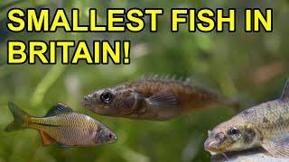 5 Smallest Freshwater fish in UK