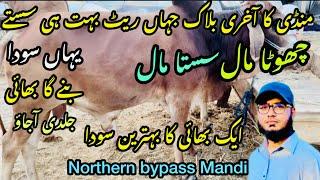 Northern bypass mandi Karachi Cattle Rates Update || 11 may 2025 || Cow Mandi 2025
