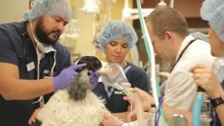 VCA Veterinary Referral Associates | Emergency Veterinary Hospital