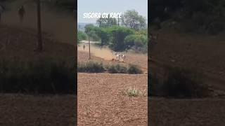 bailrace #viral #ox #trending #tranding ox race SIGORA gwalior seen Ho Gaya bailgadi Tut gai