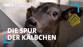 Die Spur der Kälbchen - Die Schattenseiten der Milchwirtschaft | SWR Doku