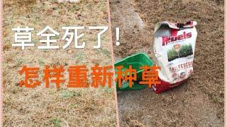 秋天维护草坪之二：草全死了怎样种新草？草全被粘虫（armywarms)咬死了必须重新种 Lawn care in the Fall: New lawn