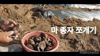 고정관념을 깬 식물 하늘에서 마가 주렁주렁 열매마 심기